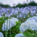 제주허브동산 이미지