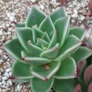 샐리가든 이미지