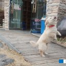 고방찬 볼케이돈 네이버블로그