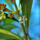 올리브나무 이미지