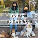 바이크애견 티스토리