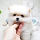 엄지애견 이미지