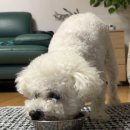 천안모아동물병원 이미지