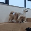 아르멍미르멍 이미지