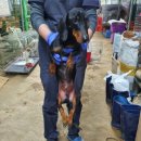 춘천 L-타워 이미지