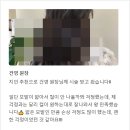 에이안마