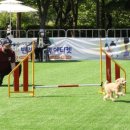 댕댕아 학교가자 이미지