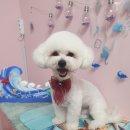 DOG LOVE WITH 란 이미지