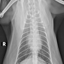 워너비 동물병원 이미지