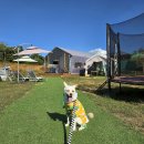 도그팰리스 이미지