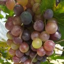 주공농장 이미지