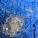 한신크린파크 | 고양이 키우는 집 청소 고민 인천청소업체 &lt;다인크린&gt; 해결했어요!