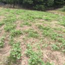 금영농장 이미지