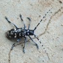 하늘소농장 이미지