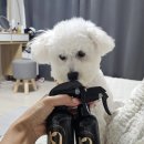 토리의 케이나인 플러피미스트 1주일사용후기