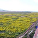 낙동강관리본부 대저생태공원 2 이미지