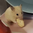 동평초등학교 | [대구 북구] 큐티뽀짝 쿠키맛집 카페 “해피예피” 후기🍪