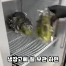 주안냉삼 이미지