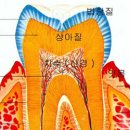 라치아 카카오 검색결과