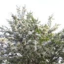 동산삼호 이미지