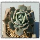 크로키아 이미지