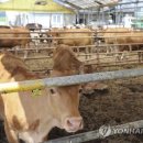 부부축사 이미지