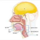 매핵기 맥핵기 인두신경증 이미지