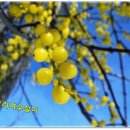 MS스크린 이미지