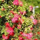 해돋이공원(바닥분수 옆) 이미지