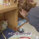 태양동물병원 네이버블로그