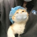 엉터리떡볶이
