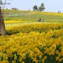 선도수선화 이미지