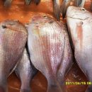 부일상회 이미지