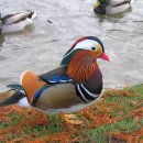 화롯불 이미지