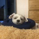 용부농장 | 강아지 슬개골탈구 수술 슬개골 보호대 펫츠오앤피