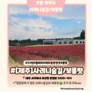 8월 제주 ㅣ 8월 꽃사진명소 카페 보롬왓 맨드라미, 사려니숲길 주차
