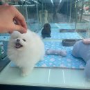 마이도그샵 이미지