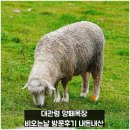 훈이목장 | 대관령 양떼목장 비오는날 방문후기 내돈내산