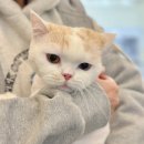 고양이 무마취 미용전문 네이버블로그