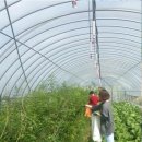 호서농장 이미지