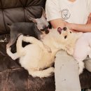 해피치 애견카페 이미지