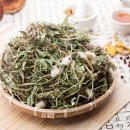 흰민들레소식 이미지