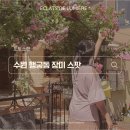 수원 행궁동 장미 스팟 투어 / 콜마이키친 / 라서우콘테 / 파란대문 장미