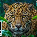Just Wow 16K HDR Video ULTRA HD 240fps | Dolby Vision (8K/4K TV DEMO) 이미지