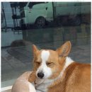 편안한댕 이미지