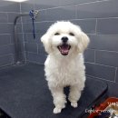 갈매동물병원 이미지