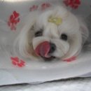 조규만외과동물병원