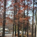 봉수산 | 스노우라인 캠핑빌리지 &amp; 봉수산 수목원 아이 체험 후기