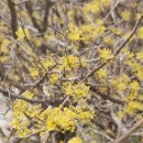 개나리민박 이미지