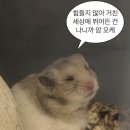 현승빌딩 | [공지] [포포감체험기] 수원 화서역 화서동 미용실 | 화사헤어룸 화서점 - 채림 디자이너